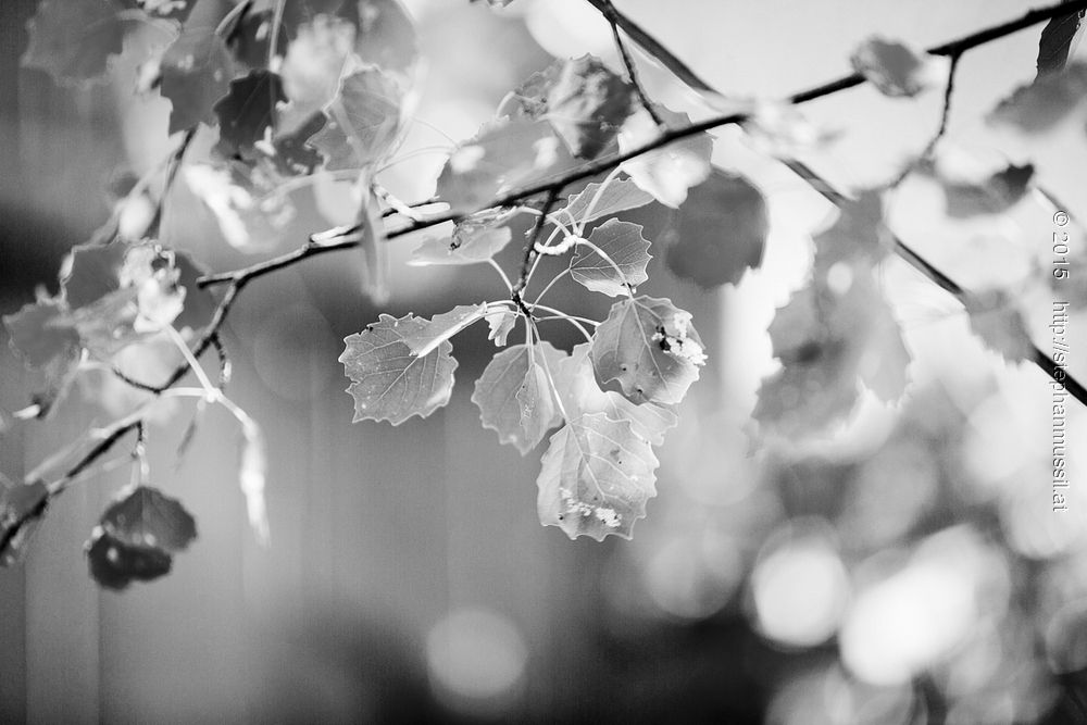 SCHRAMMELKLANG @ LITSCHAU 20150711 c2015 www.stephanmussil.at NR 260 L.jpg
