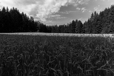 20170708 Schrammelklang @ Litschau c2017 Stephan Mussil 137 sw.jpg