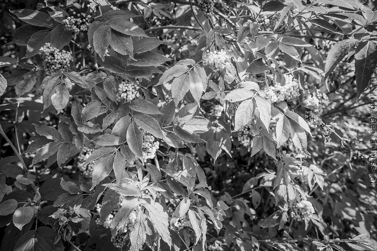 20230708 SCHRAMMELKLANG WE1 @ LITSCHAU (c) 2023 www.mussil.eu 110 2.2K BW.jpg
